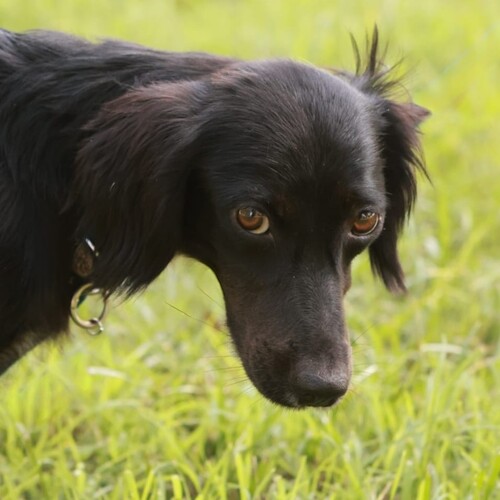 Foto di un cane che si chiama NERINA