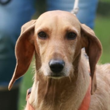 Foto di un cane che si chiama VIRGOLA